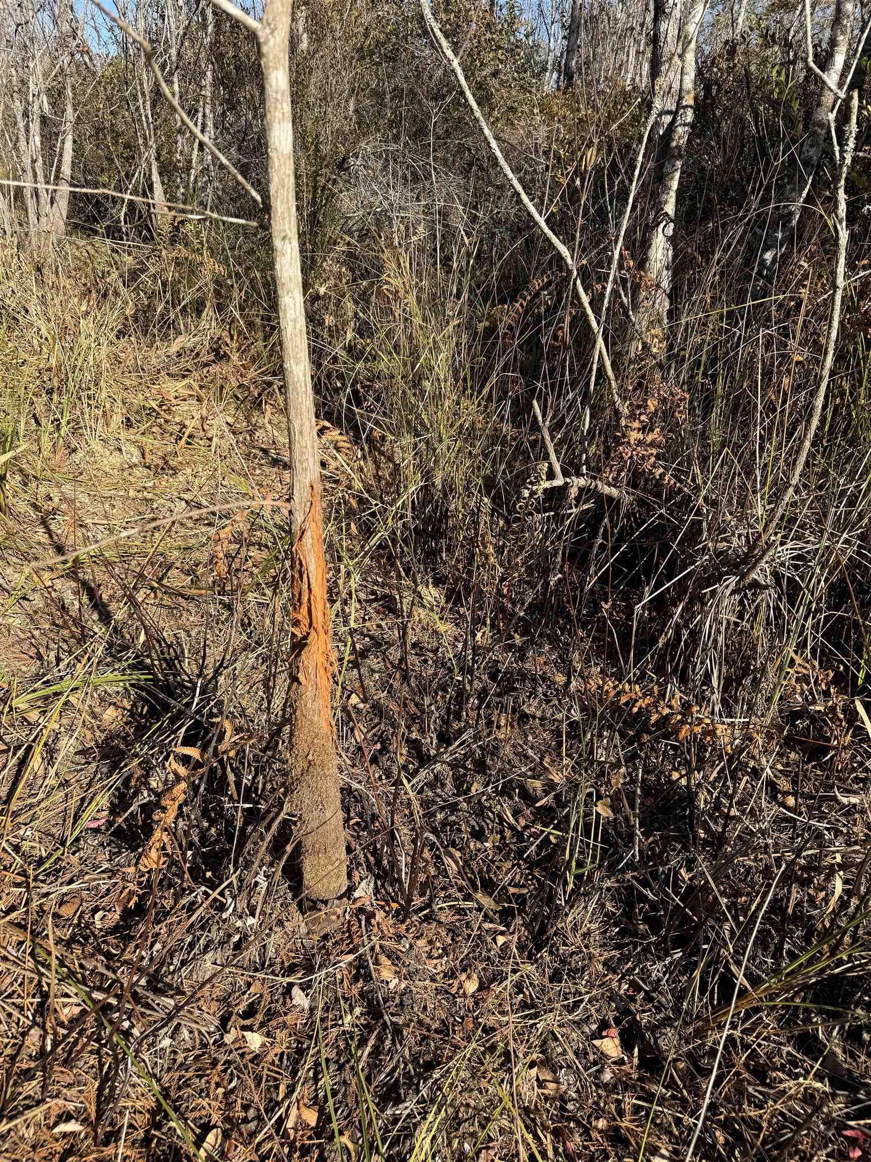 651 Northwest Flowers Road Madison, FL 32340 - Photo 10 of 20