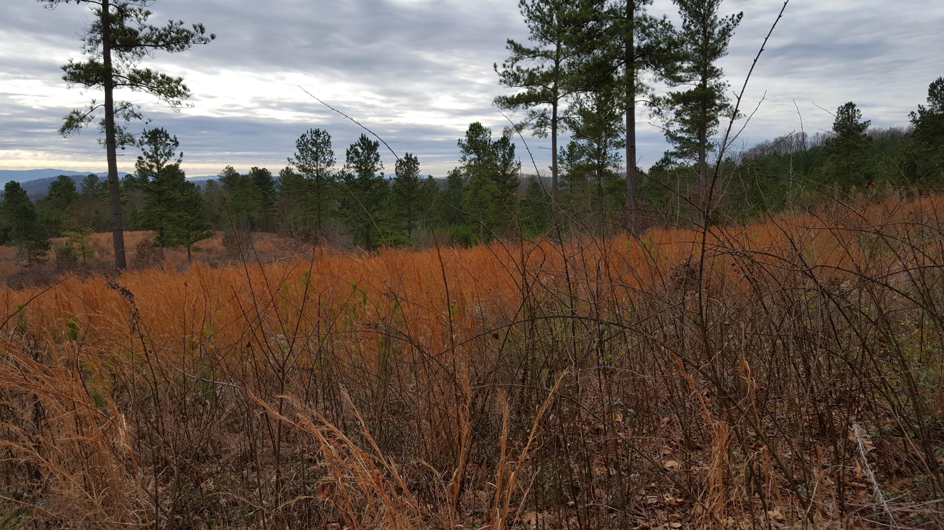 Lot 15 Ward Road Loudon, TN 37774 - Photo 14 of 17 20170214_103926