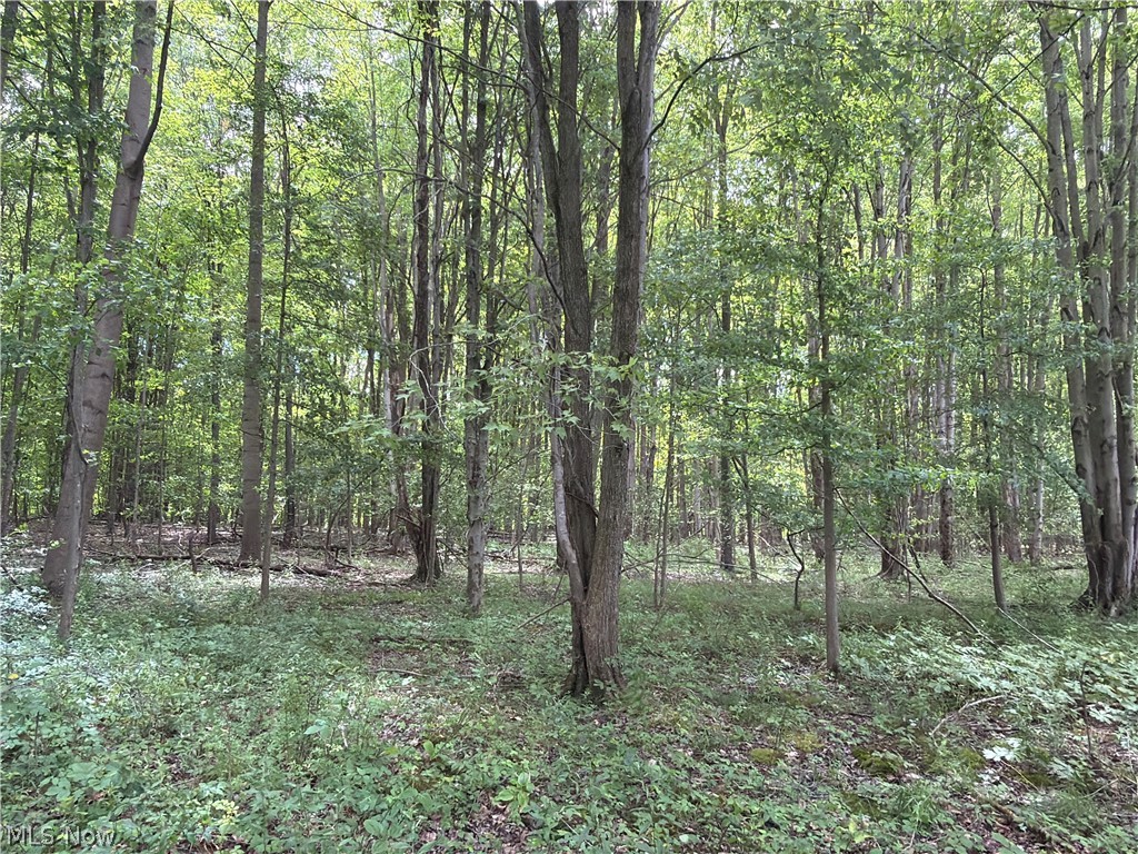 Crosby Cook Road Rome, OH 44085 - Photo 19 of 48 Mature wooded lot featuring diverse tree species and a natural ground cover