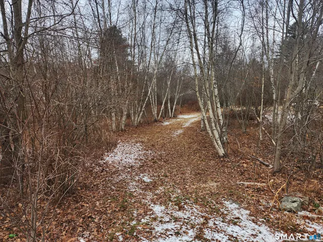a view of a forest with trees in the background