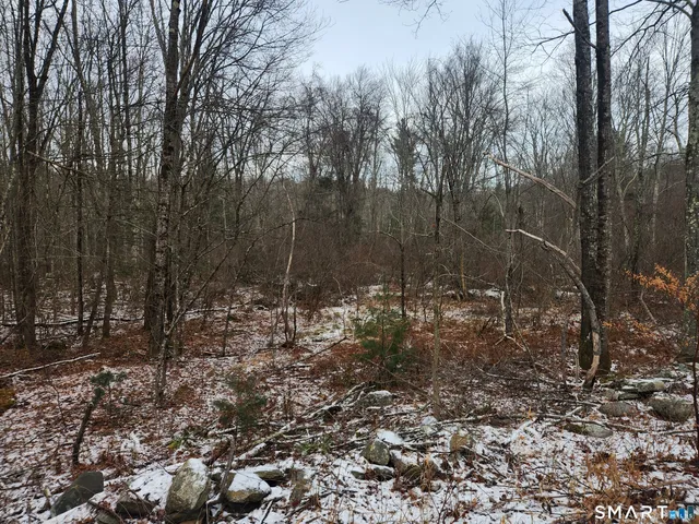 a view of a tree in a yard