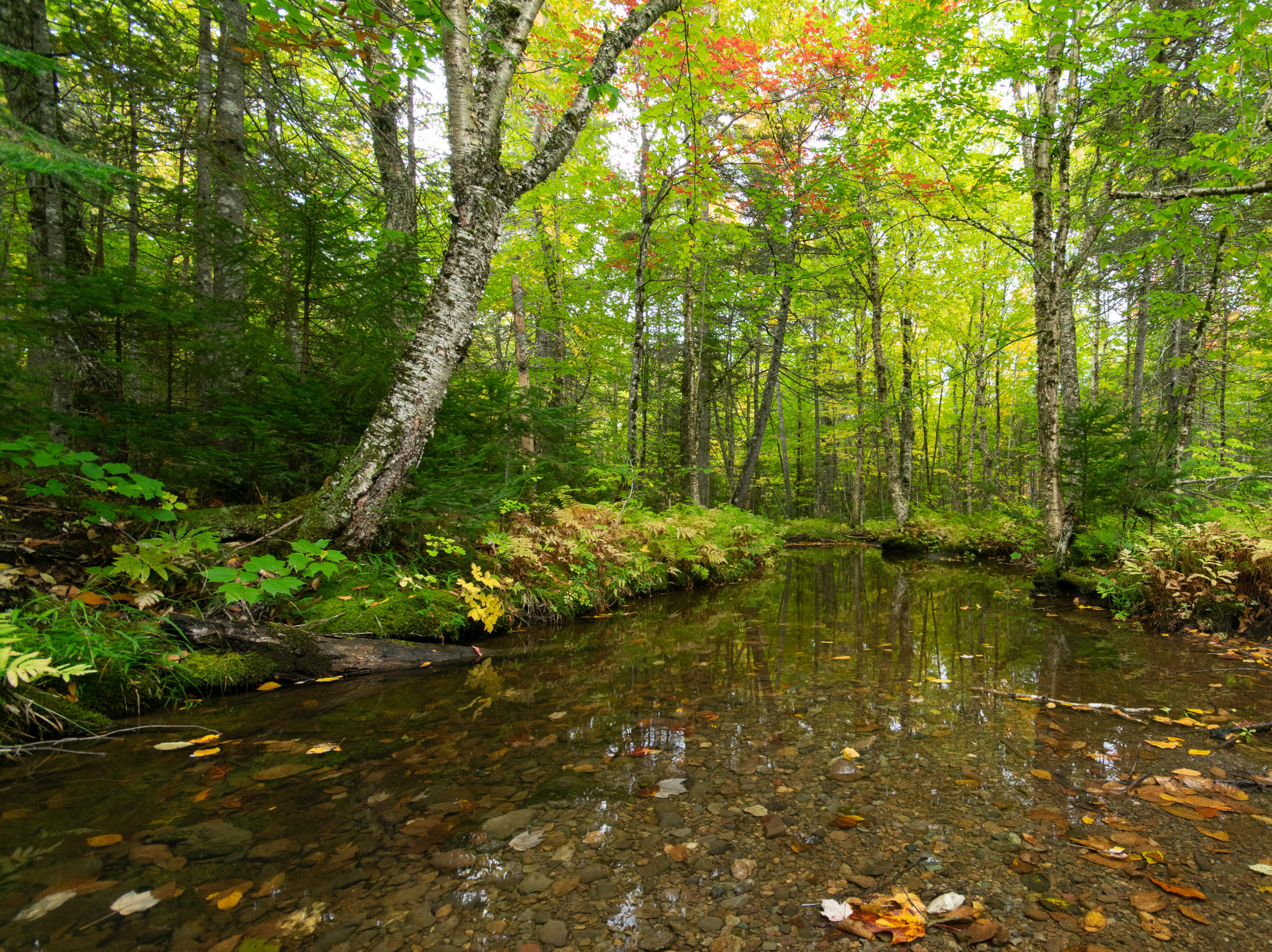 Lot 69 Cyr Rd Mount Mount Chase, ME 04765 - Photo 2 of 14 DSC_1448