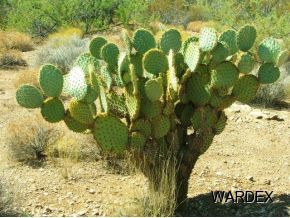 426 Shadow Ridge Drive Yucca, AZ 86438 - Photo 2 of 12 Additional Photo