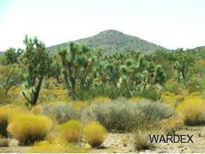 426 Shadow Ridge Drive Yucca, AZ 86438 - Photo 3 of 12 Additional Photo