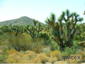 426 Shadow Ridge Drive Yucca, AZ 86438 - Photo 4 of 12 Additional Photo