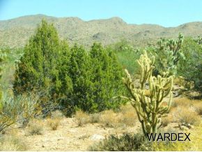426 Shadow Ridge Drive Yucca, AZ 86438 - Photo 10 of 12 Additional Photo