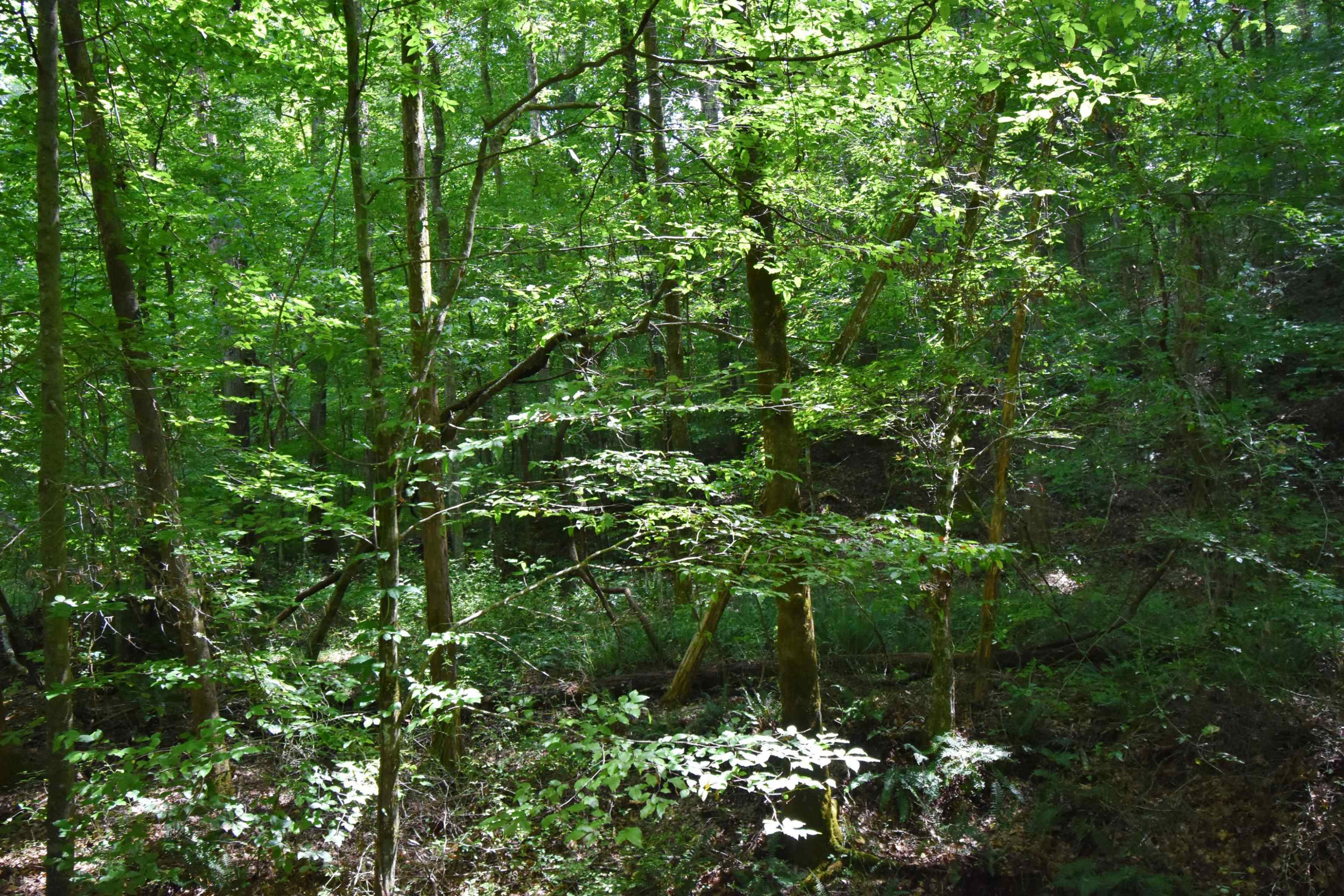 133-420 Slink Shoals Road Linden, TN 37096 - Photo 11 of 18 Photo 11