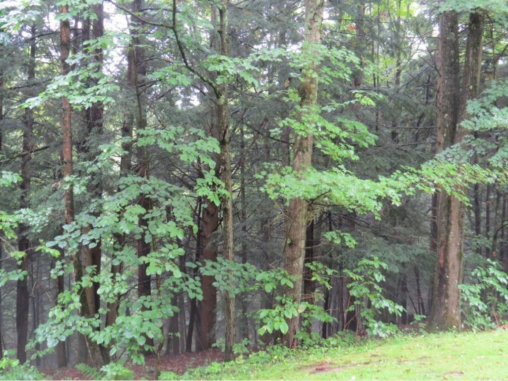 198 Pendell Hill Road Whitney Point, NY 13862 - Photo 30 of 30 Gallery Image 30