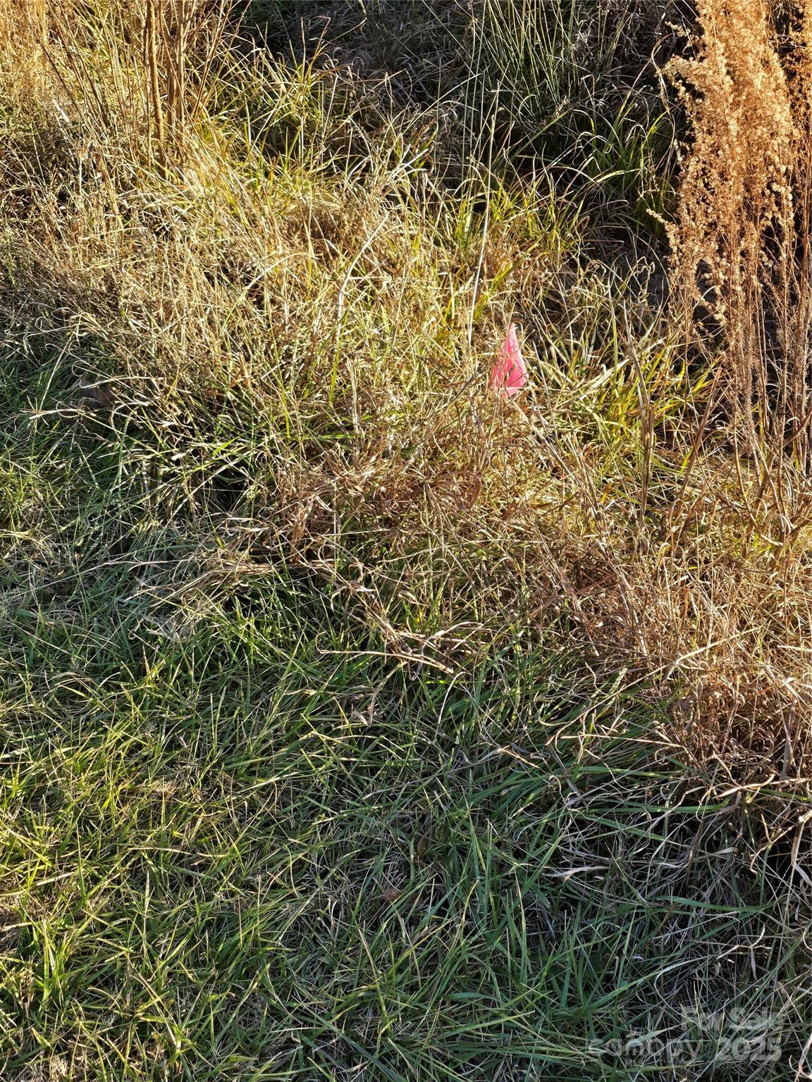 0 Palestine Road Albemarle, NC 28001 - Photo 12 of 34 a view of a yard