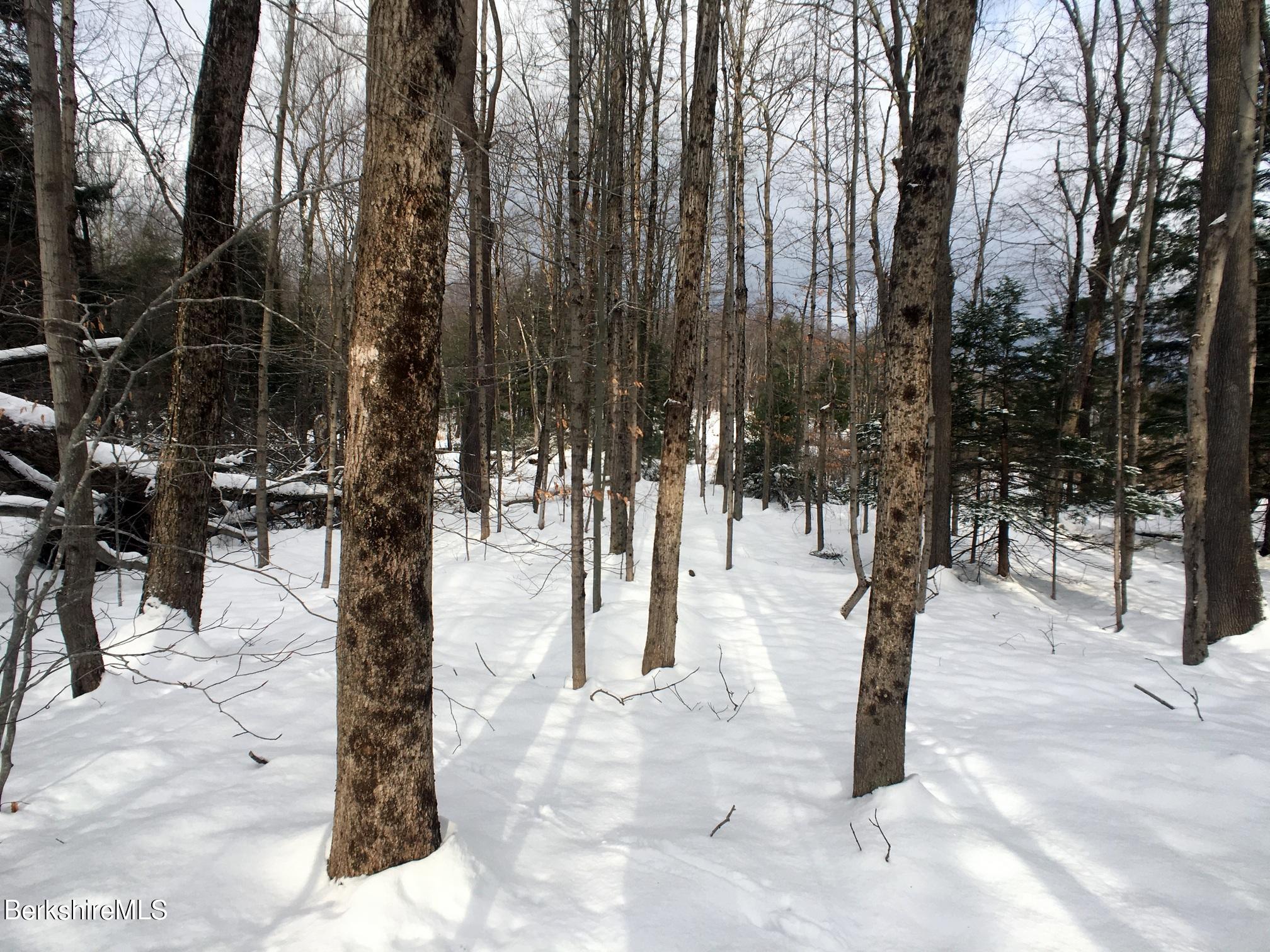 Benton Hill Road Becket, MA 01223 - Photo 5 of 9 a view of trees and covered with trees