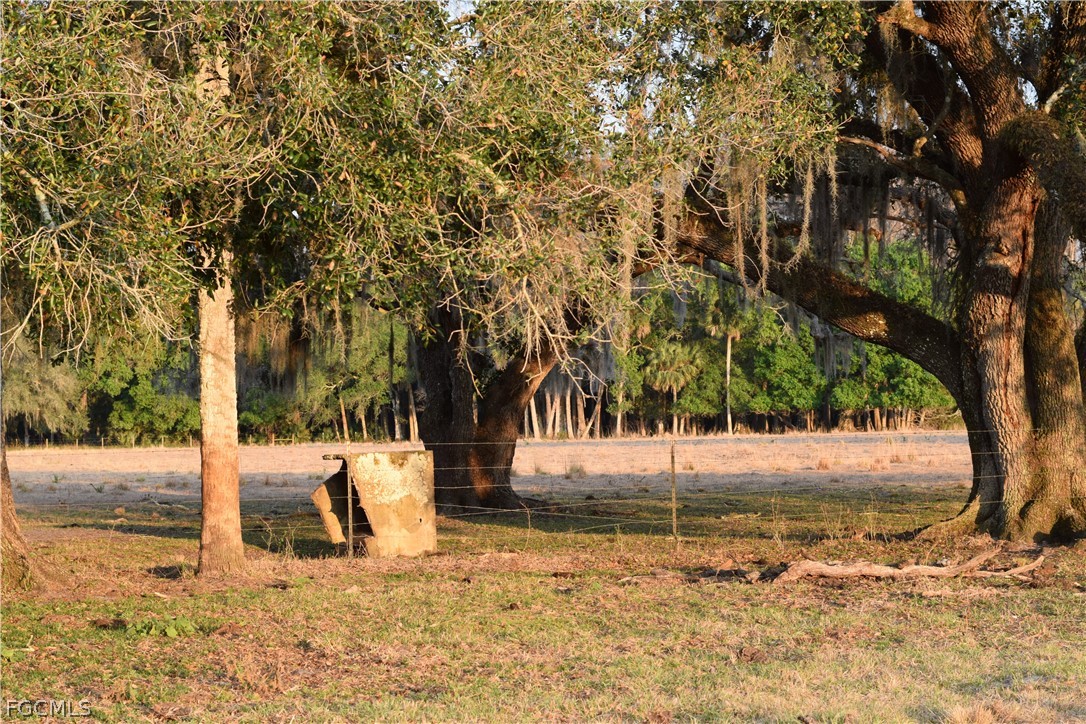 3790 Goggin Road Alva, FL 33920 - Photo 33 of 38 a view of a yard with trees