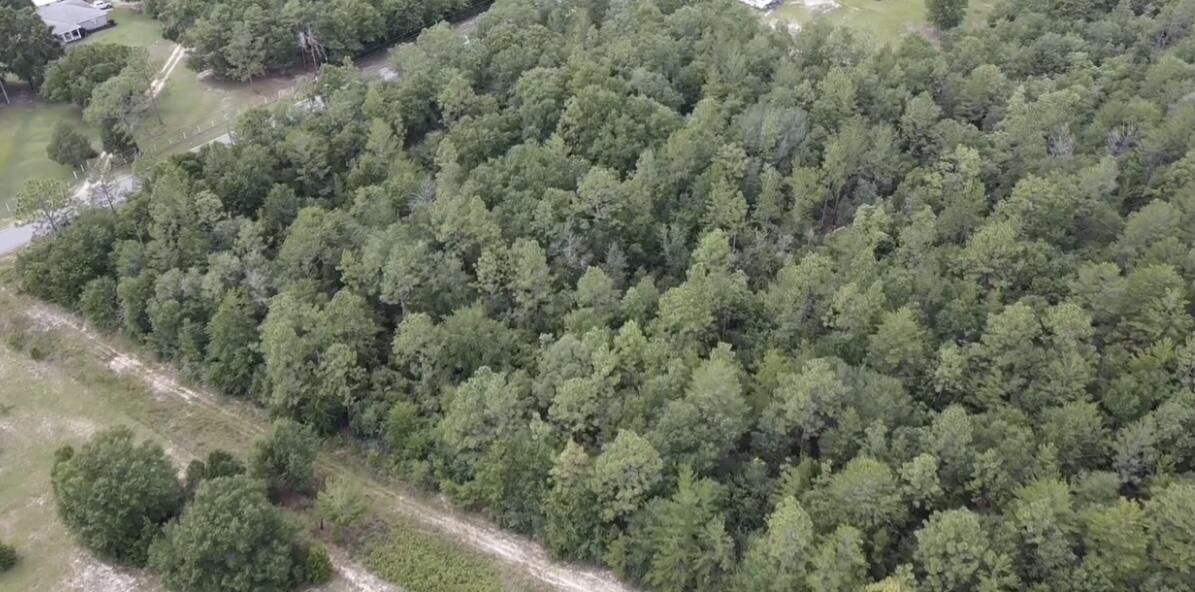 2304 Laird Road Crestview, FL 32539 - Photo 3 of 8 a view of a forest with lots of trees