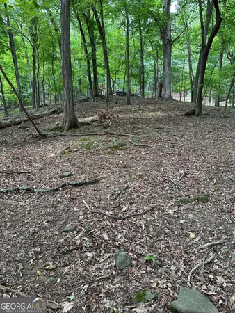 a view of a forest with trees in the background