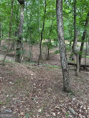 a view of a forest filled with trees and covered with tall trees