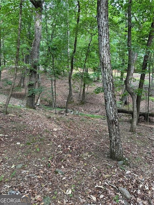 1225-1227 Oglethorpe Road Jasper, GA 30143 - Photo 12 of 66 a view of a forest filled with trees and covered with tall trees