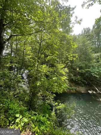 a view of a forest with trees in the background