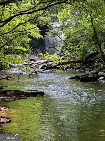 a view of a forest with large trees
