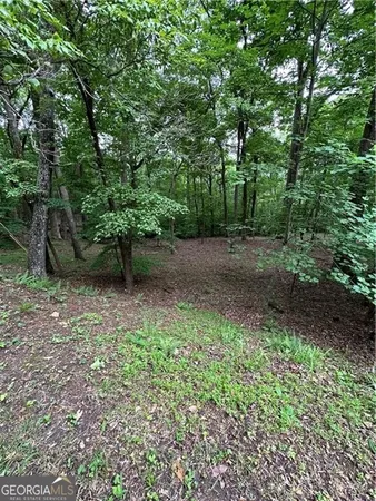a view of a forest filled with trees and covered with tall trees