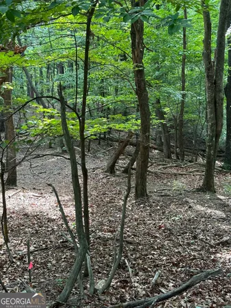 a view of a forest with trees in the background