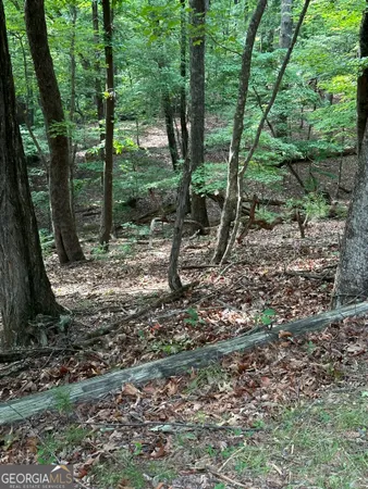 a view of a forest with trees in the background