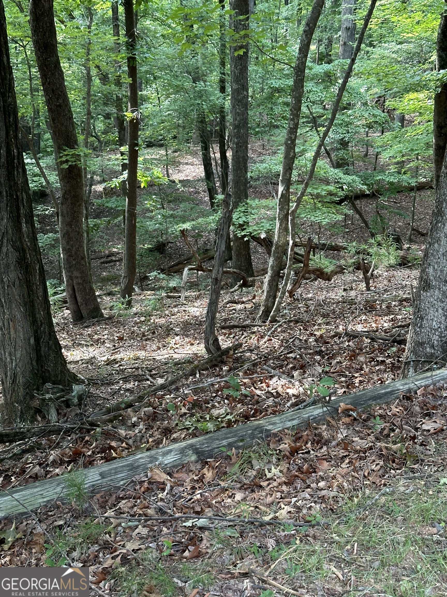 1225-1227 Oglethorpe Road Jasper, GA 30143 - Photo 31 of 66 a view of a forest with large trees