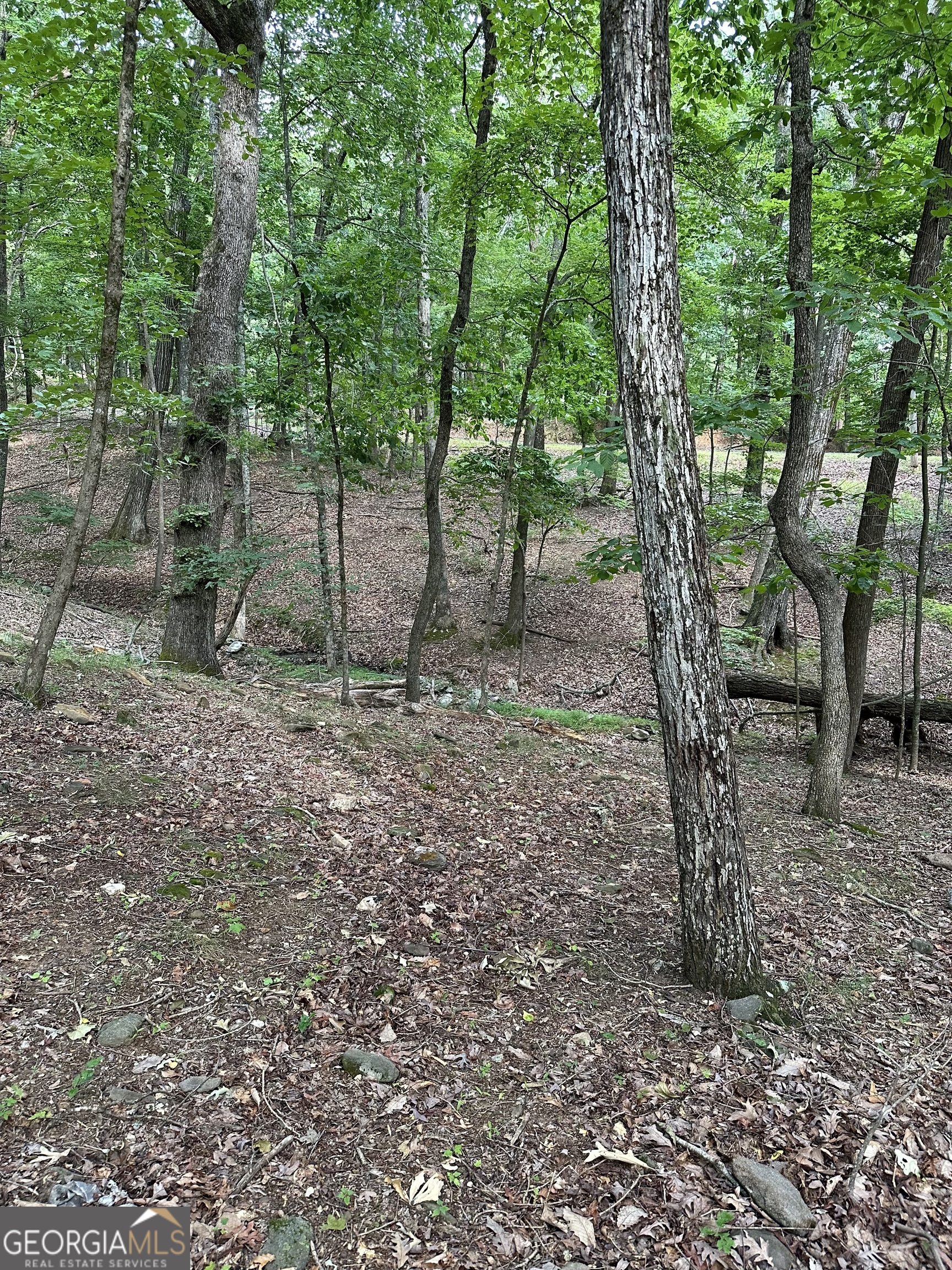 1225-1227 Oglethorpe Road Jasper, GA 30143 - Photo 37 of 66 a view of a forest filled with trees and covered with tall trees