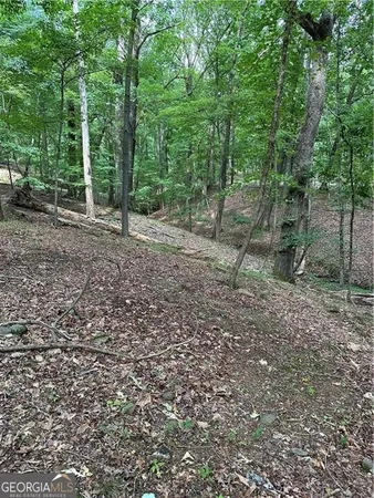 a view of a forest with trees in the background