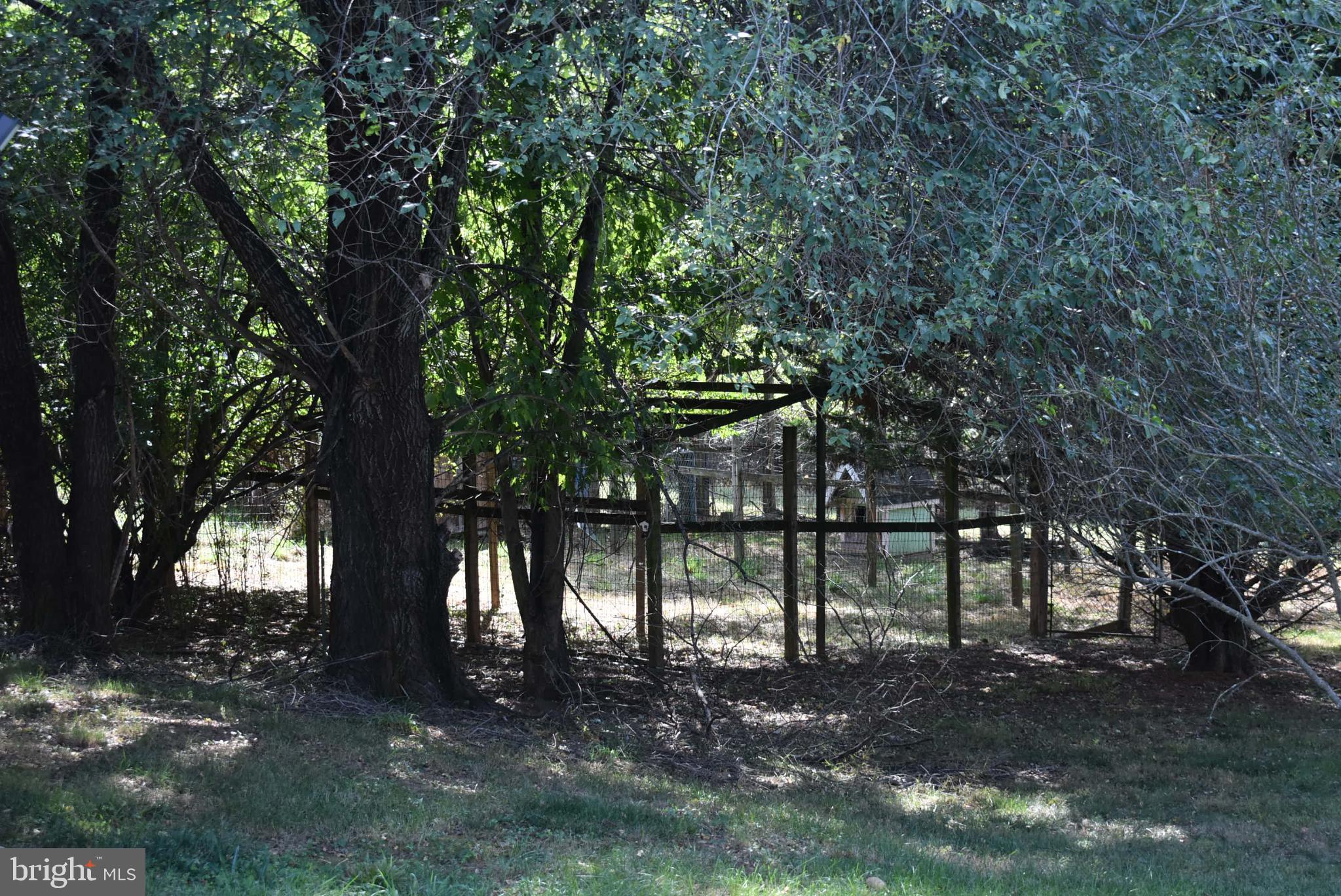 1971 Duckwall Road Berkeley Springs, WV 25411 - Photo 15 of 64 a view of a yard with a tree