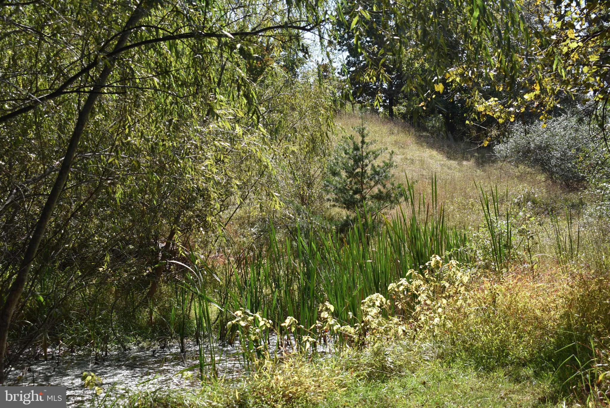 1971 Duckwall Road Berkeley Springs, WV 25411 - Photo 36 of 64 a view of a lake with a tree