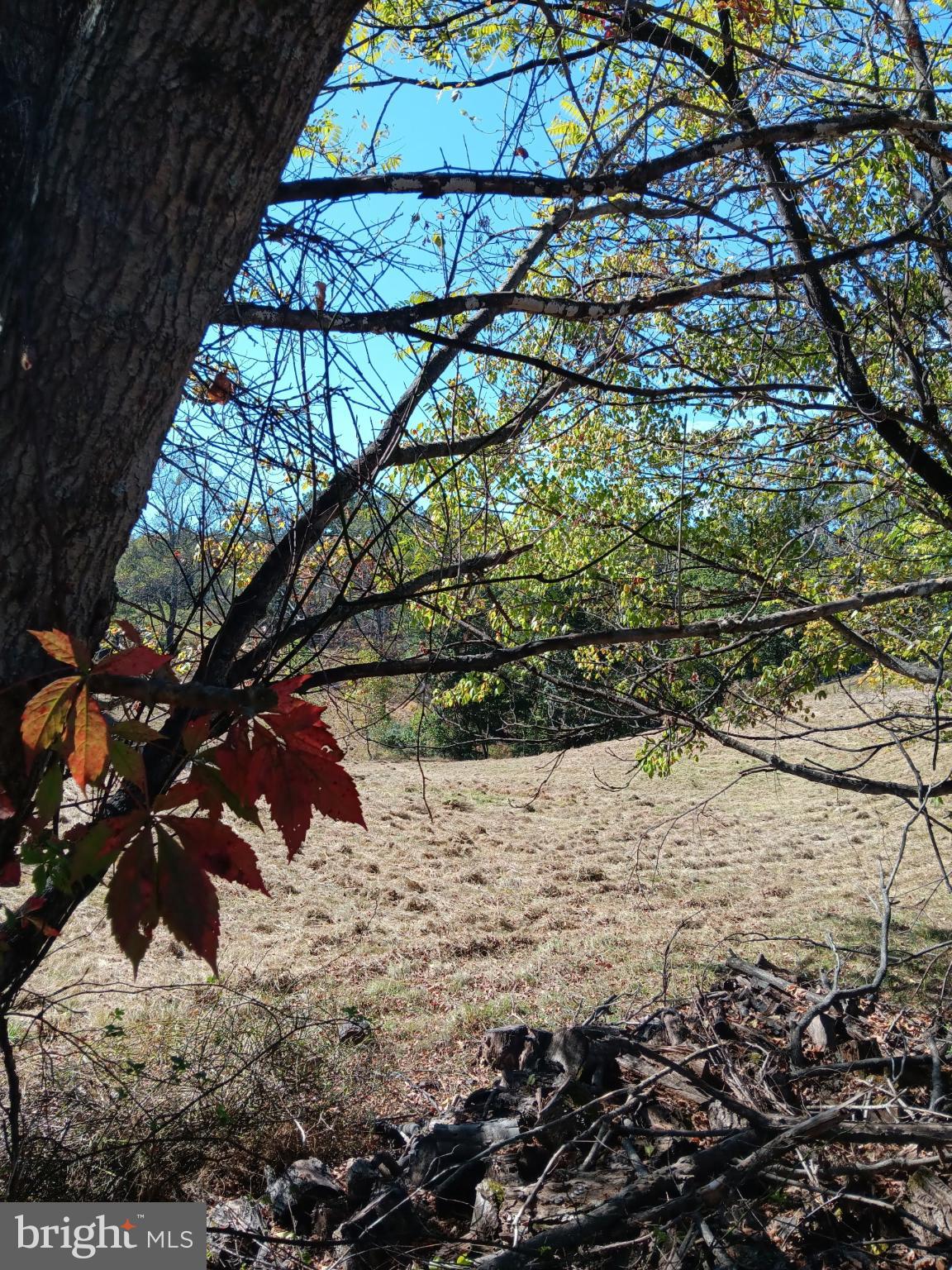 1971 Duckwall Road Berkeley Springs, WV 25411 - Photo 58 of 64 a view of a yard with large trees