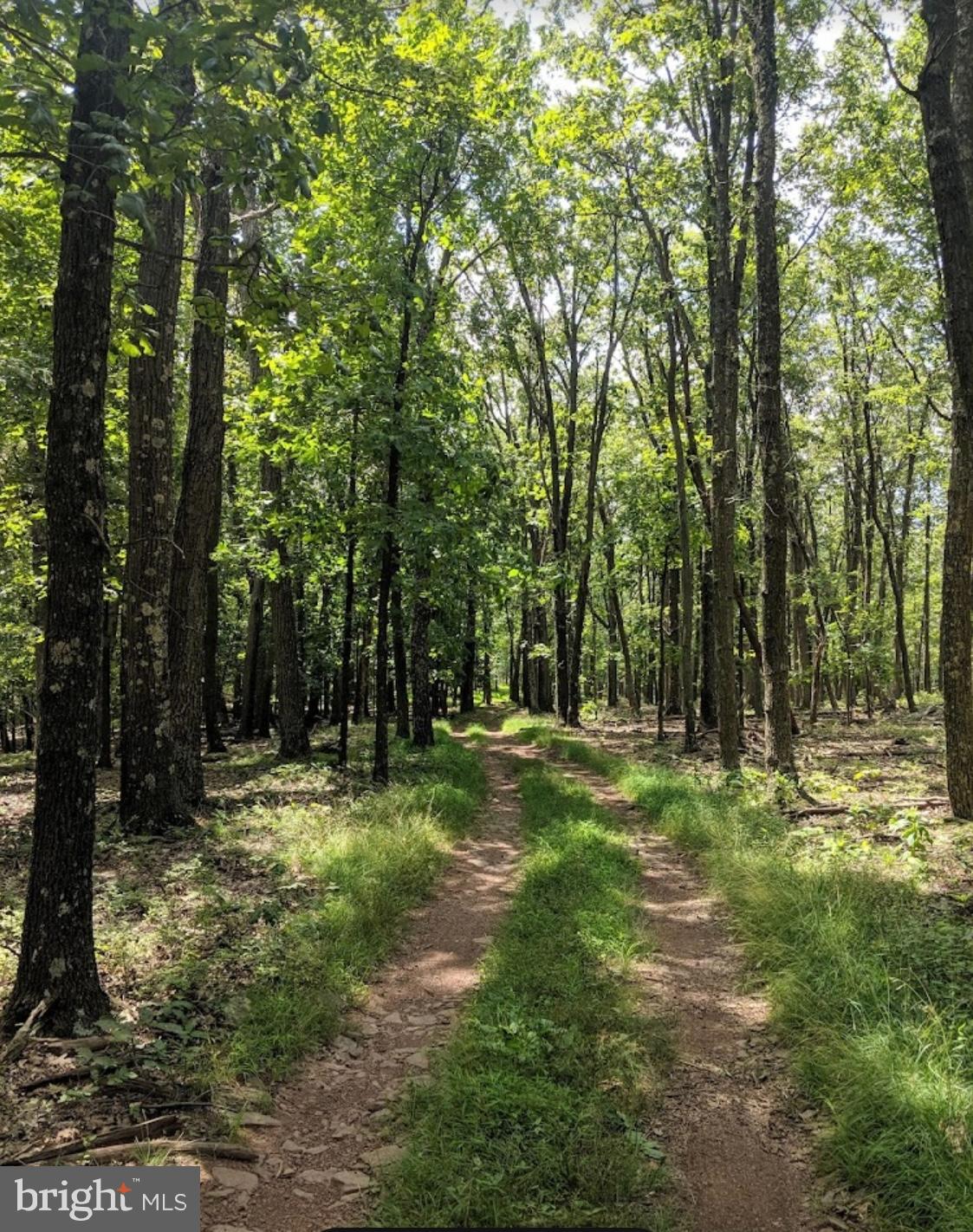 1971 Duckwall Road Berkeley Springs, WV 25411 - Photo 64 of 64 a big yard with lots of green space and trees