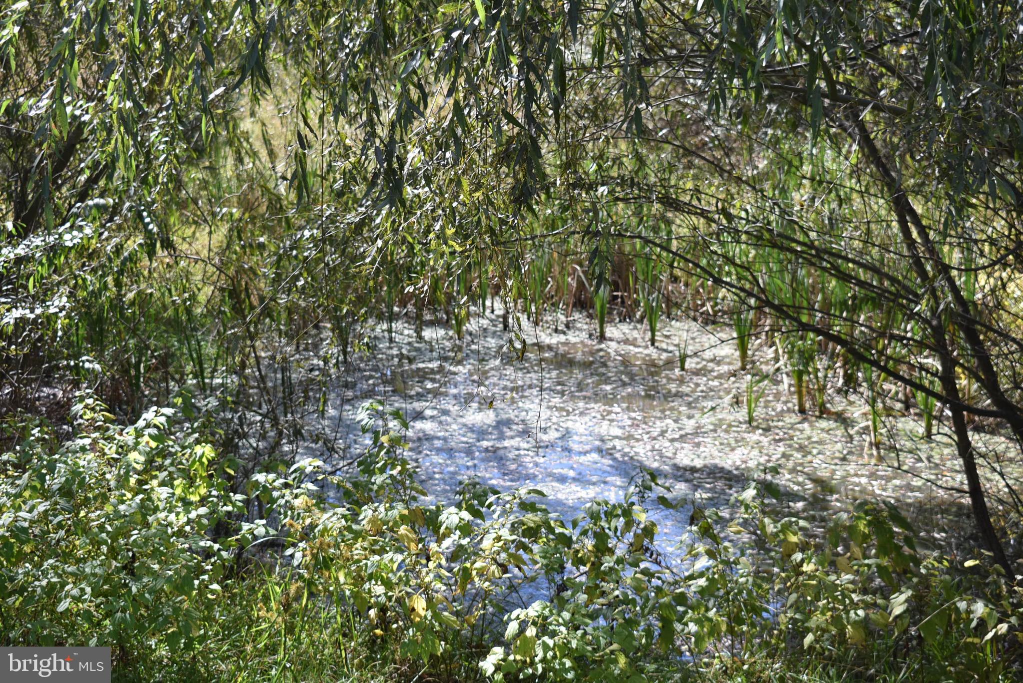 1971 Duckwall Road Berkeley Springs, WV 25411 - Photo 7 of 64 a view of bushes and trees
