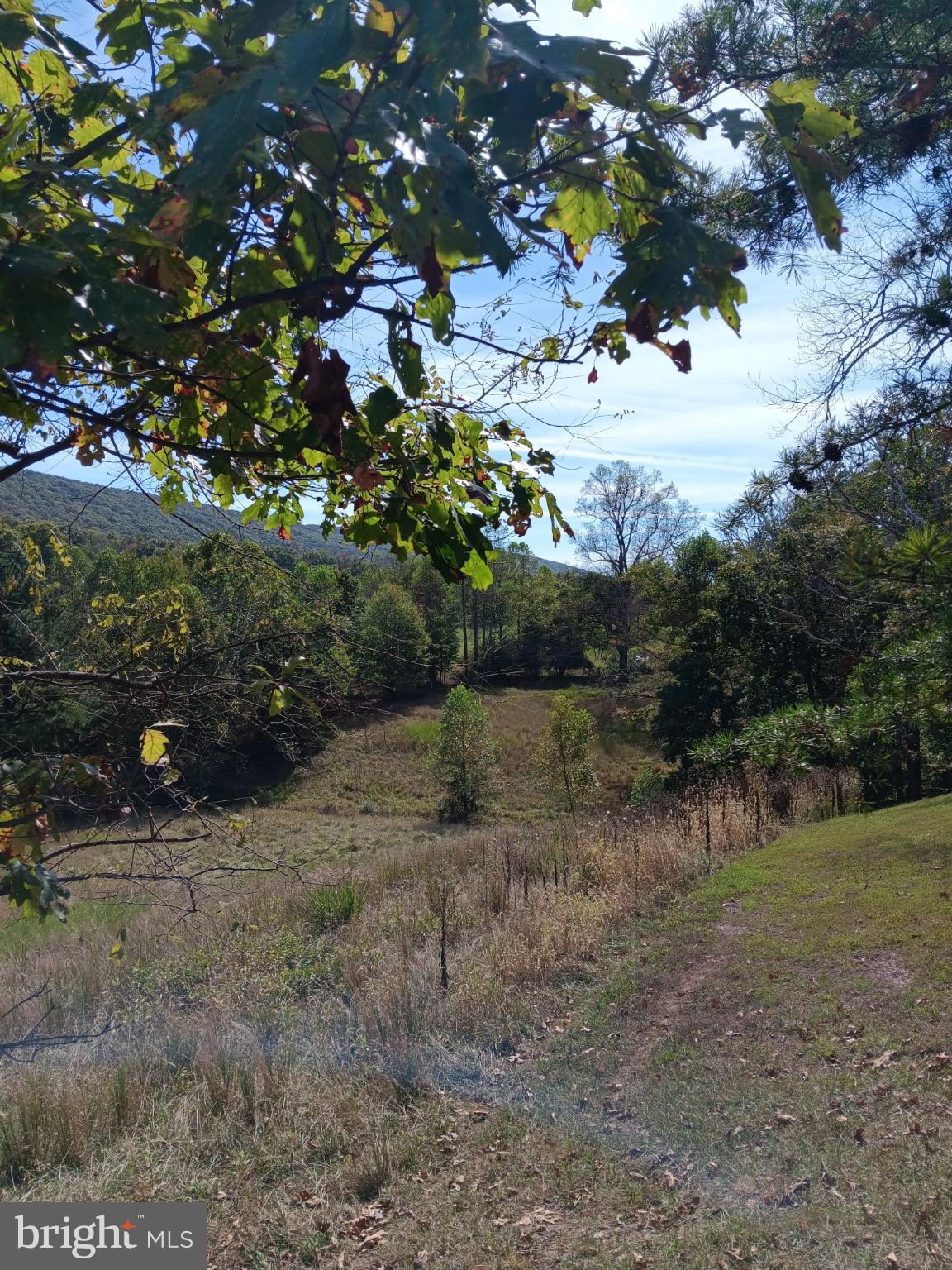 1971 Duckwall Road Berkeley Springs, WV 25411 - Photo 9 of 64 a view of a tree in a yard