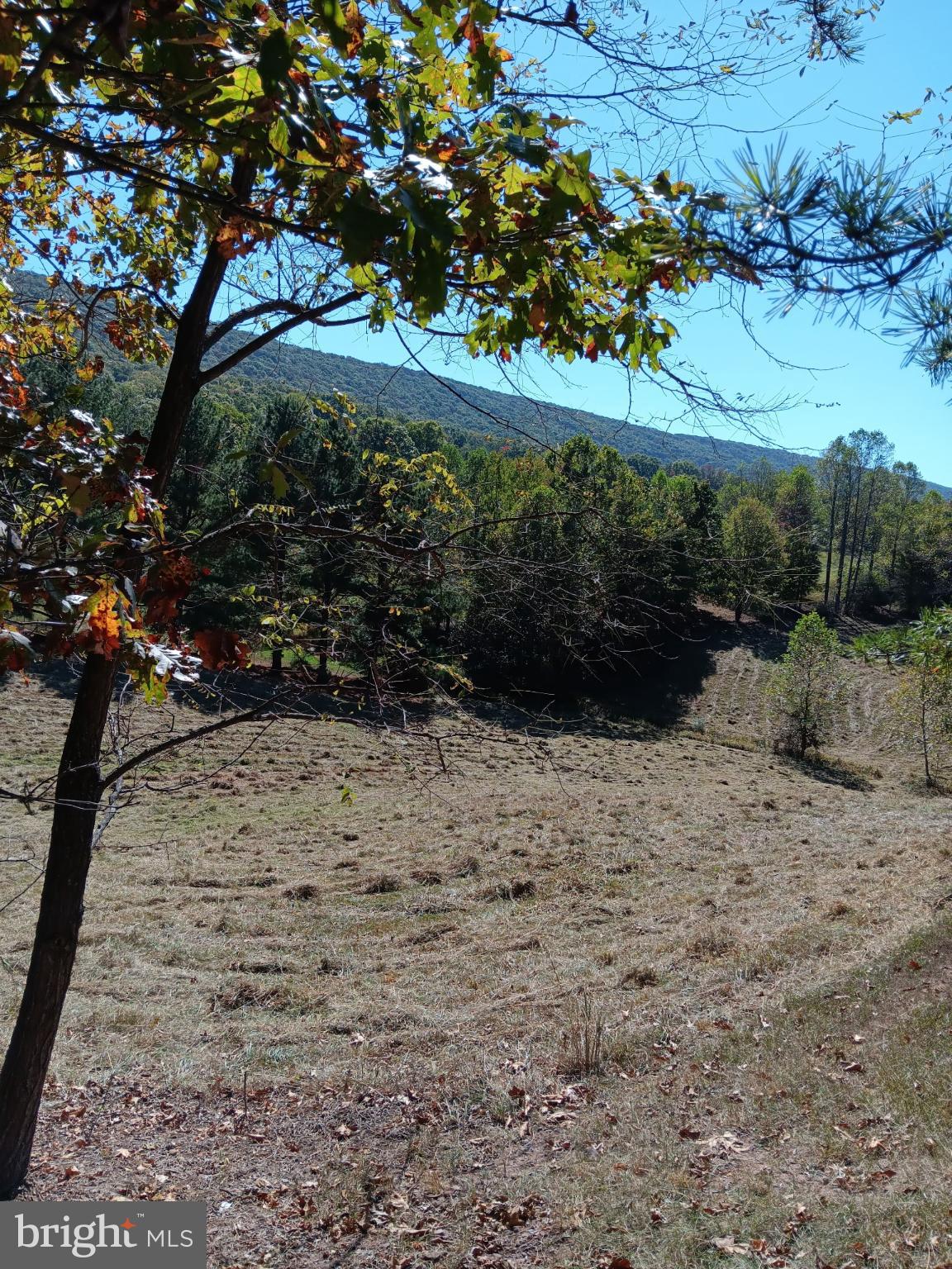 1971 Duckwall Road Berkeley Springs, WV 25411 - Photo 10 of 64 a view of a yard with a tree