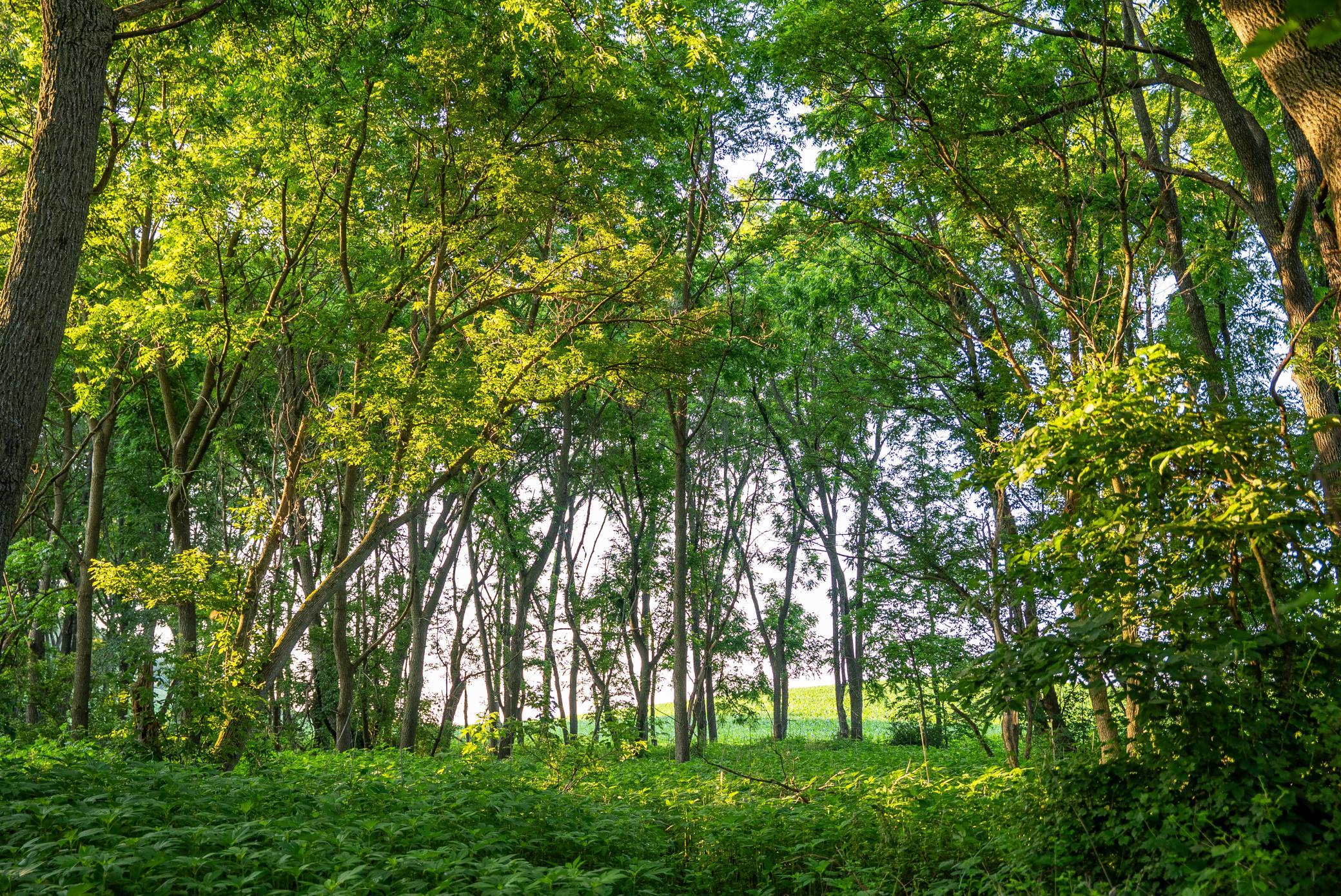 32592 Juniper Road Chatfield, MN 55923 - Photo 42 of 57