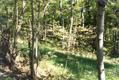 5 Northeast County Line Road Sadieville, KY 40370 - Photo 2 of 2 Photo 2