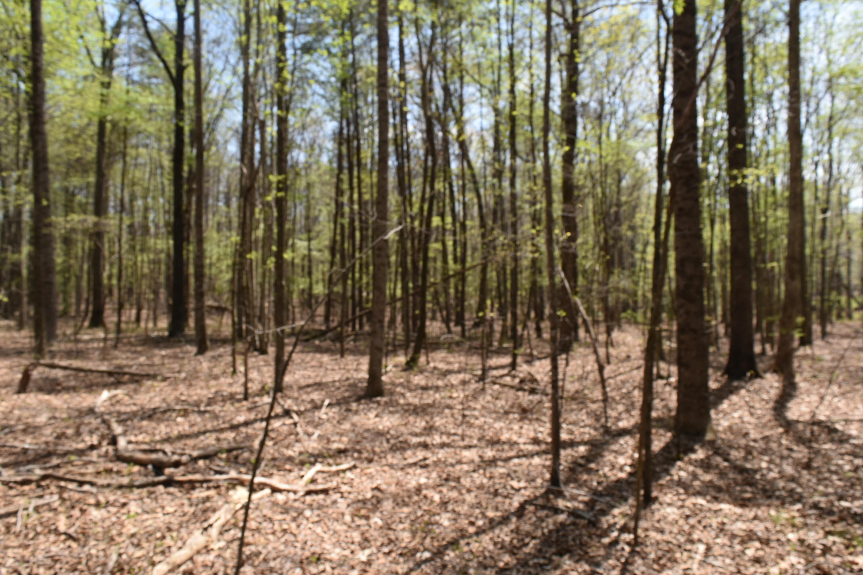 362 Haynes Road Sewanee, TN 37375 - Photo 14 of 27 DSC_0008