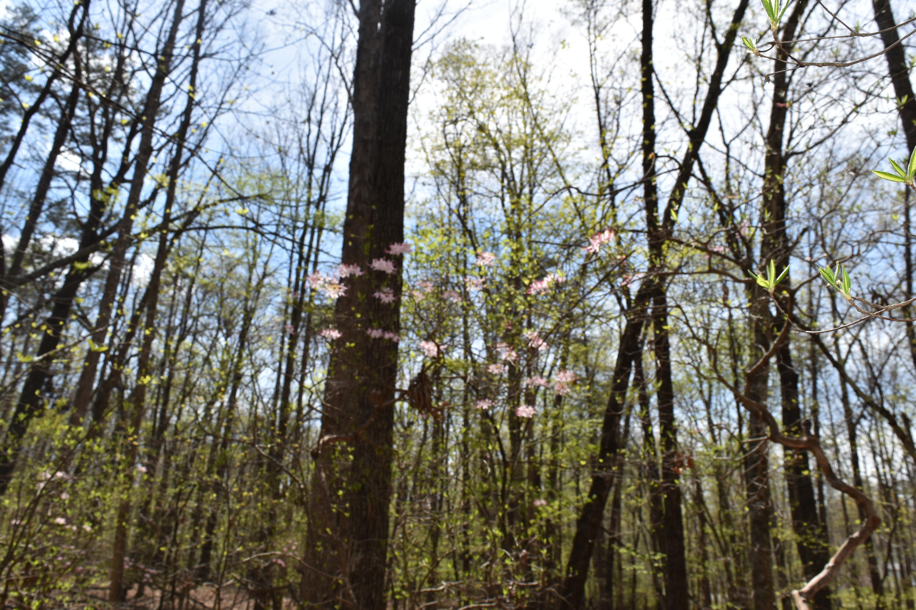 362 Haynes Road Sewanee, TN 37375 - Photo 15 of 27 DSC_0013