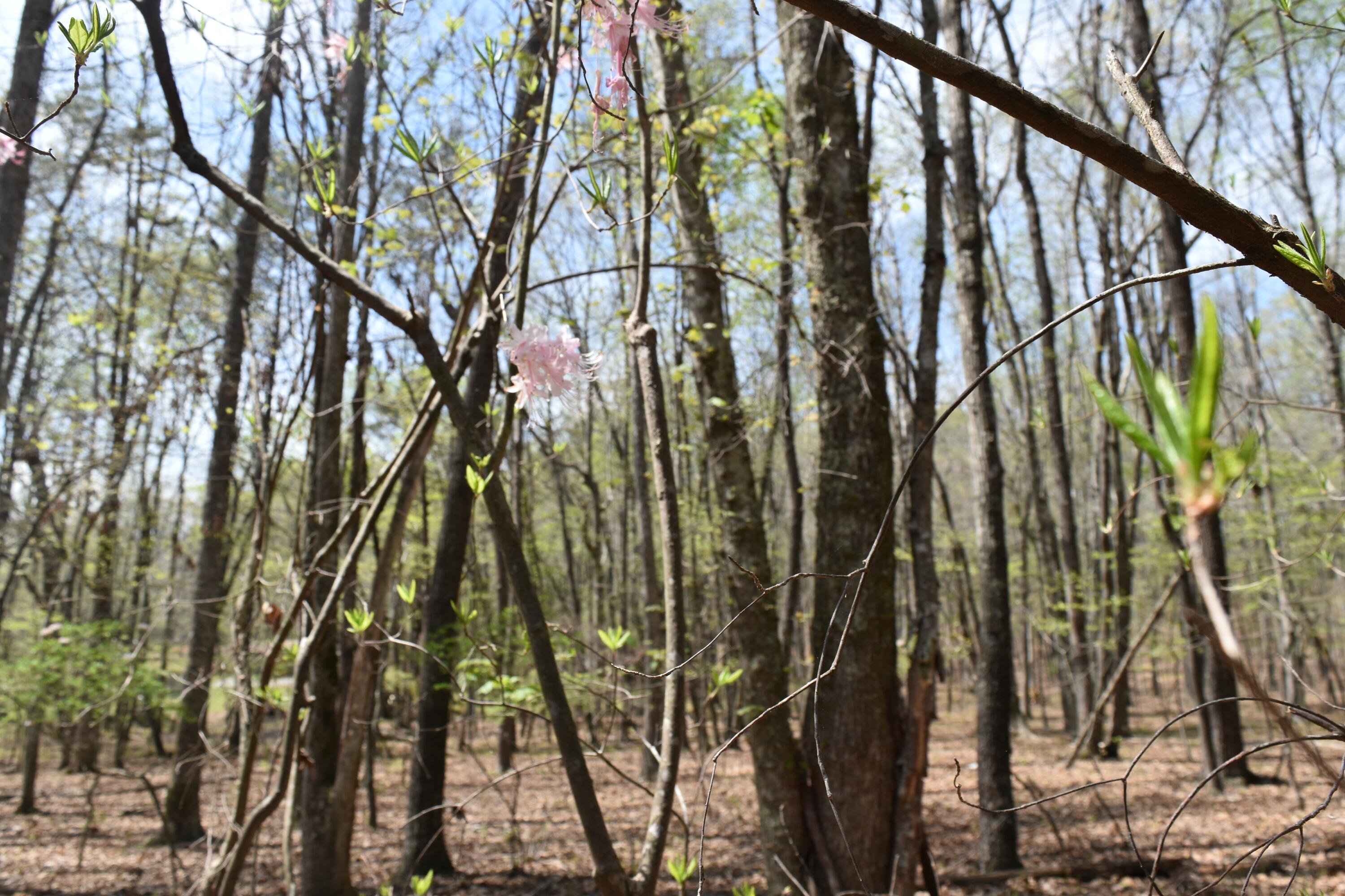 362 Haynes Road Sewanee, TN 37375 - Photo 16 of 27 DSC_0014