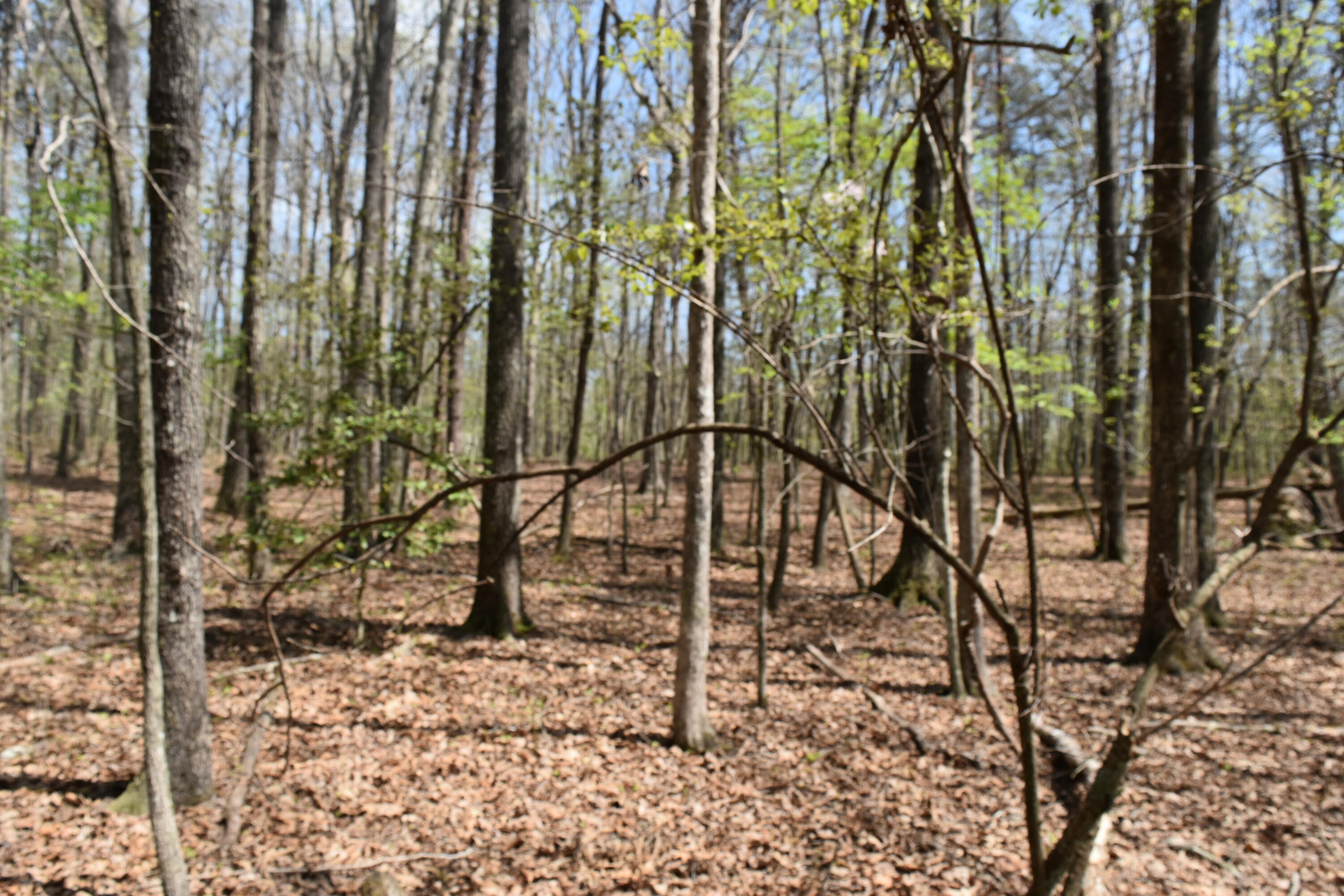 362 Haynes Road Sewanee, TN 37375 - Photo 18 of 27 DSC_0017