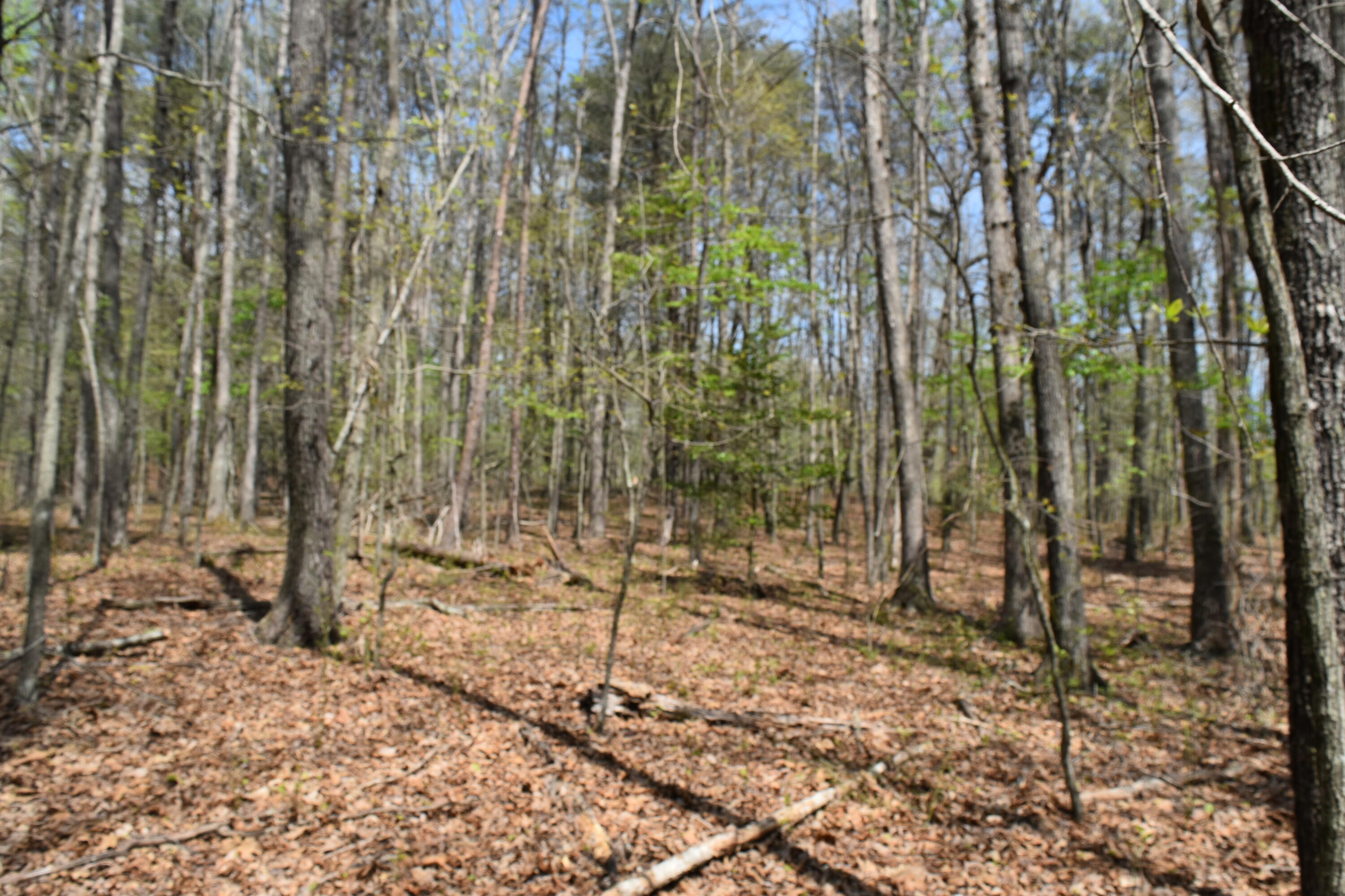 362 Haynes Road Sewanee, TN 37375 - Photo 19 of 27 DSC_0018