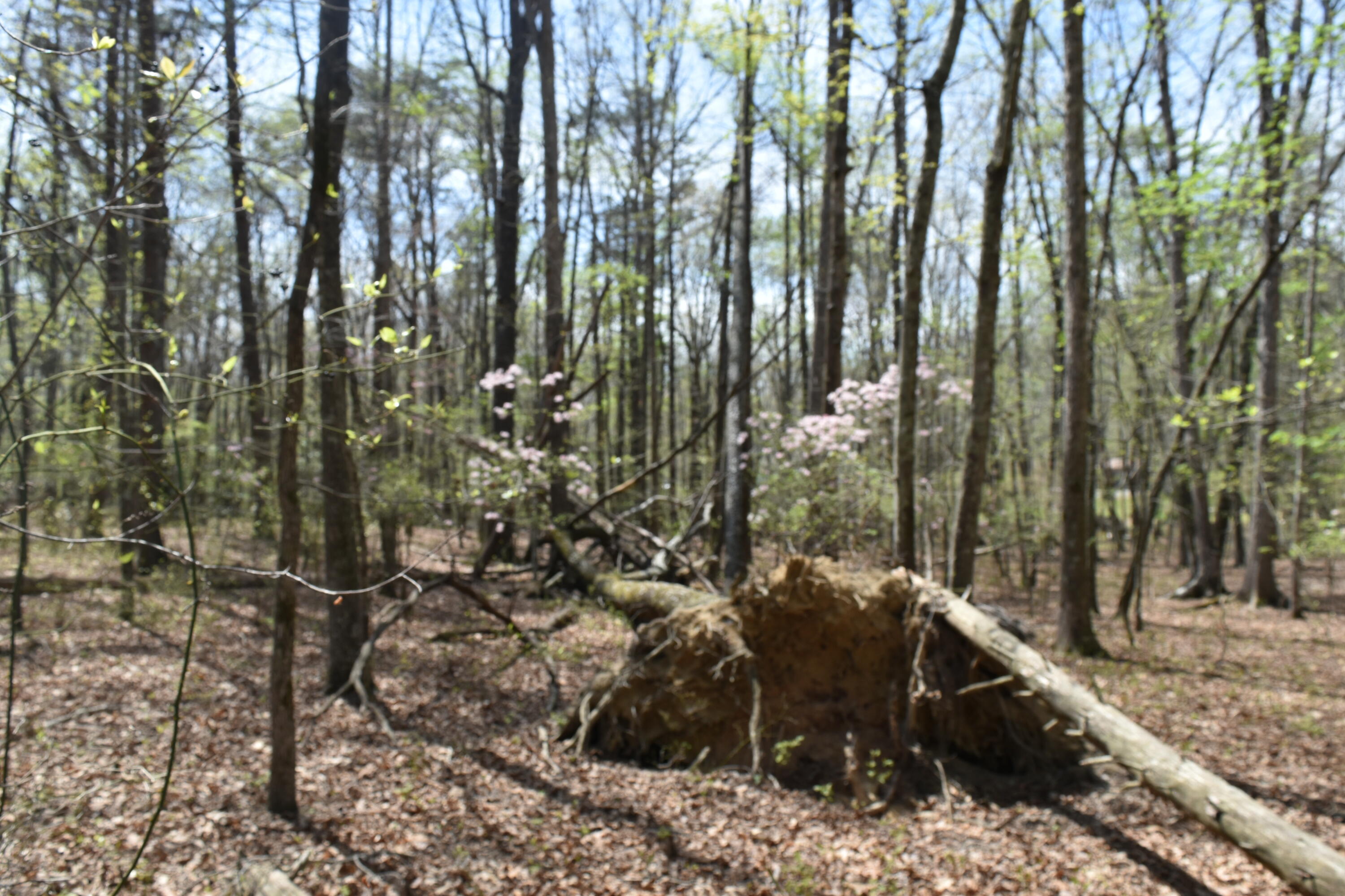 362 Haynes Road Sewanee, TN 37375 - Photo 21 of 27 DSC_0021