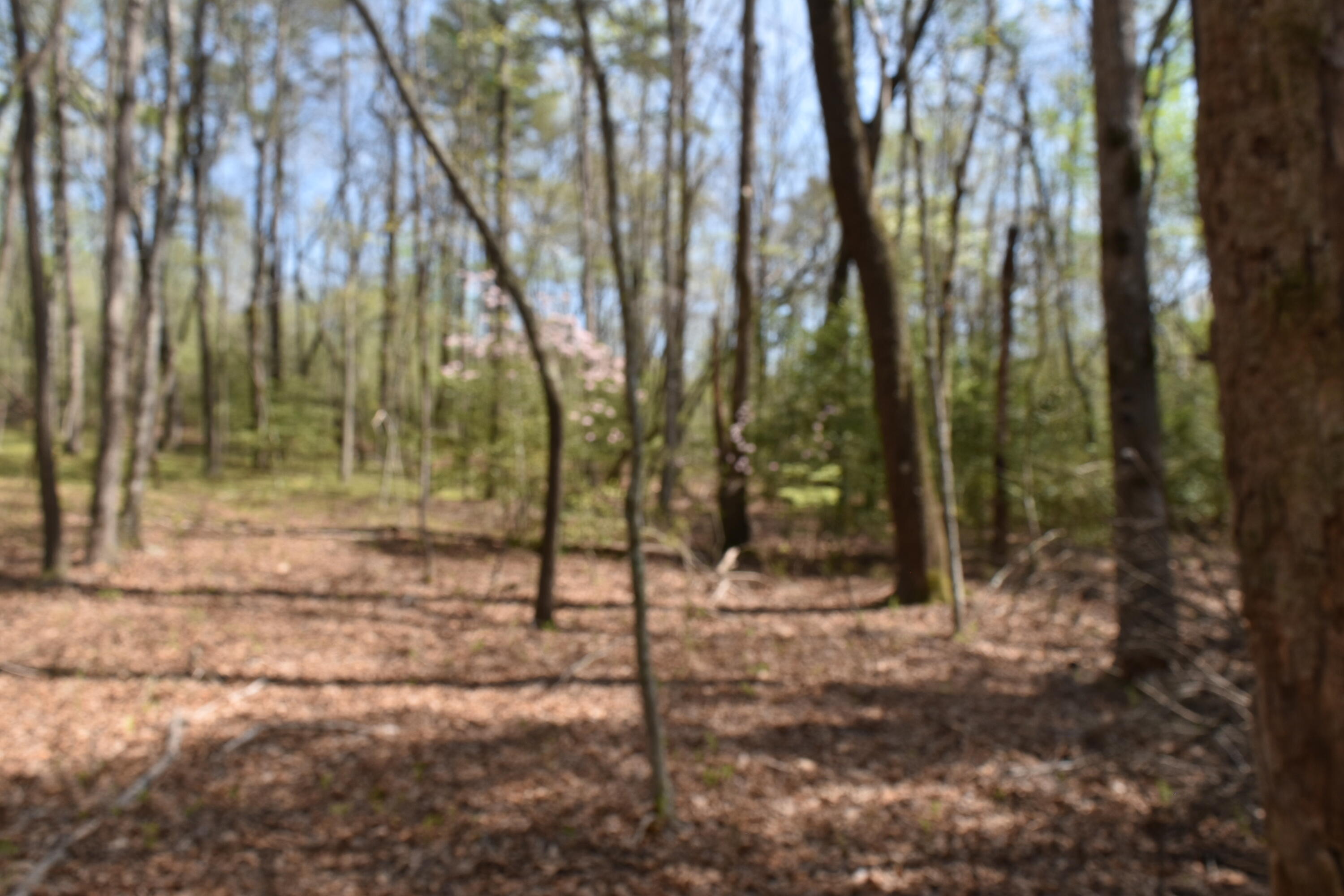 362 Haynes Road Sewanee, TN 37375 - Photo 23 of 27 DSC_0030