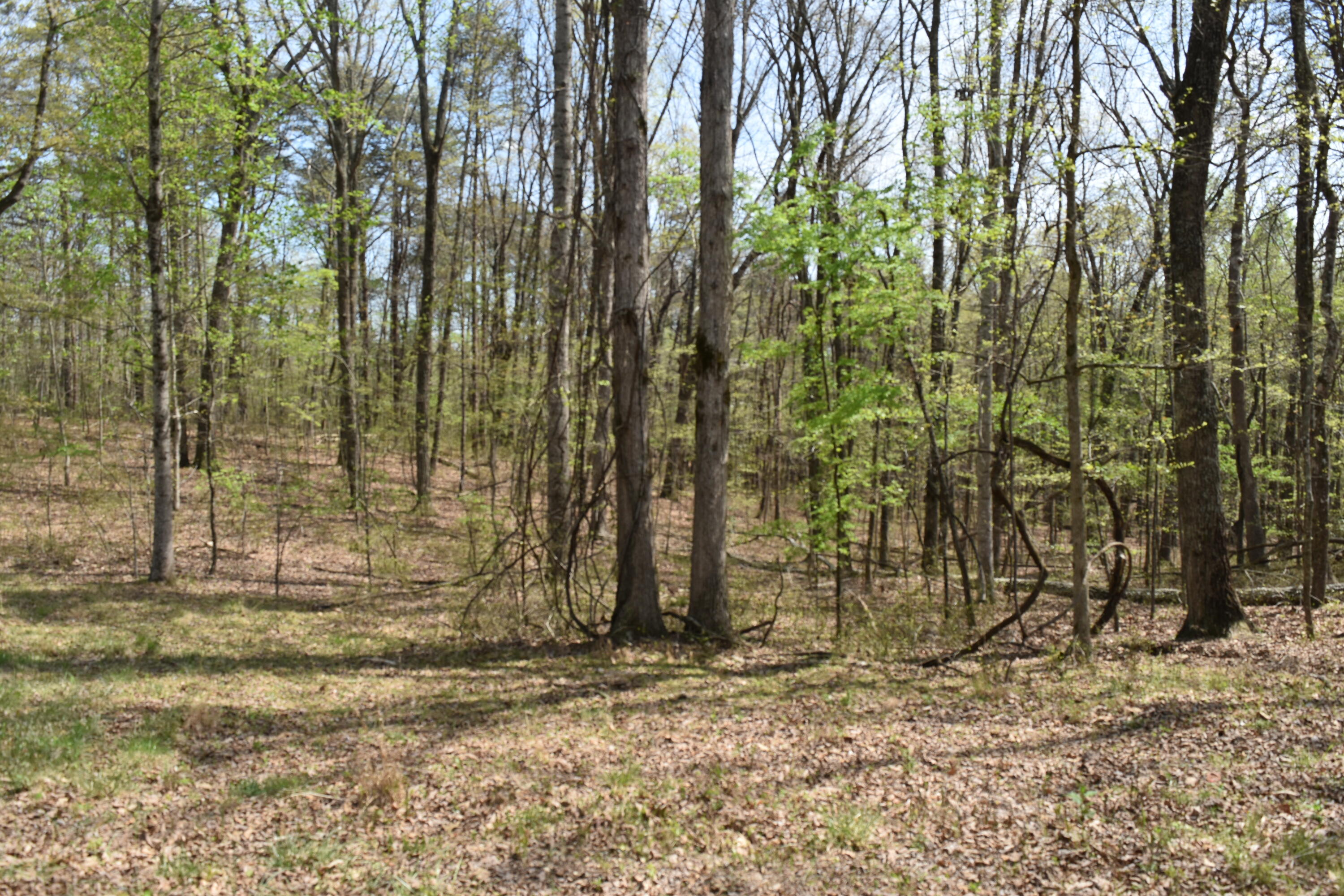 362 Haynes Road Sewanee, TN 37375 - Photo 24 of 27 DSC_0039