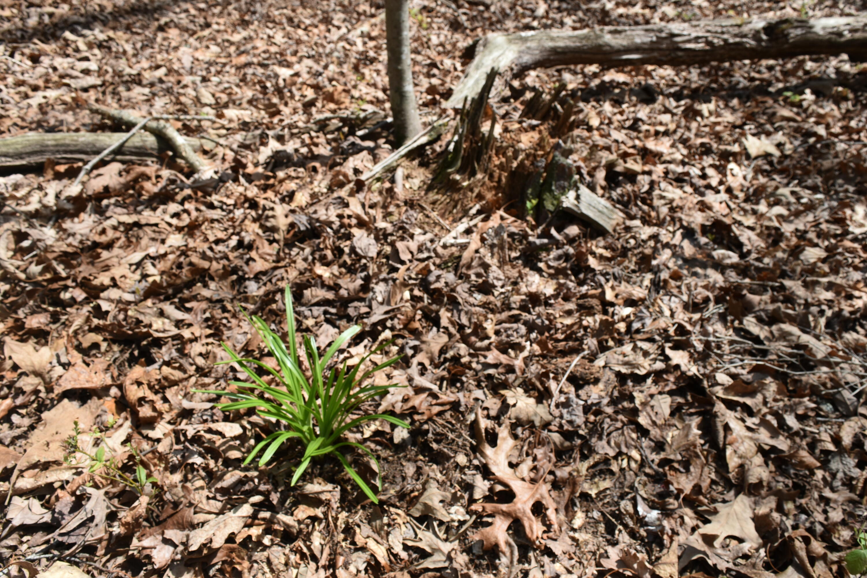 362 Haynes Road Sewanee, TN 37375 - Photo 26 of 27 DSC_0020