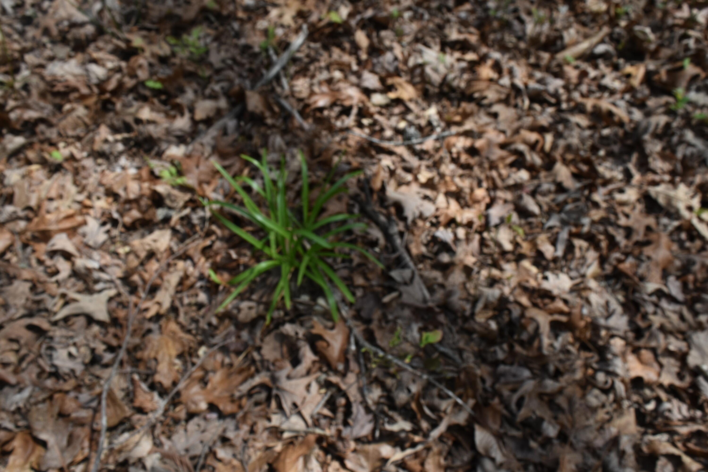 362 Haynes Road Sewanee, TN 37375 - Photo 27 of 27 DSC_0022