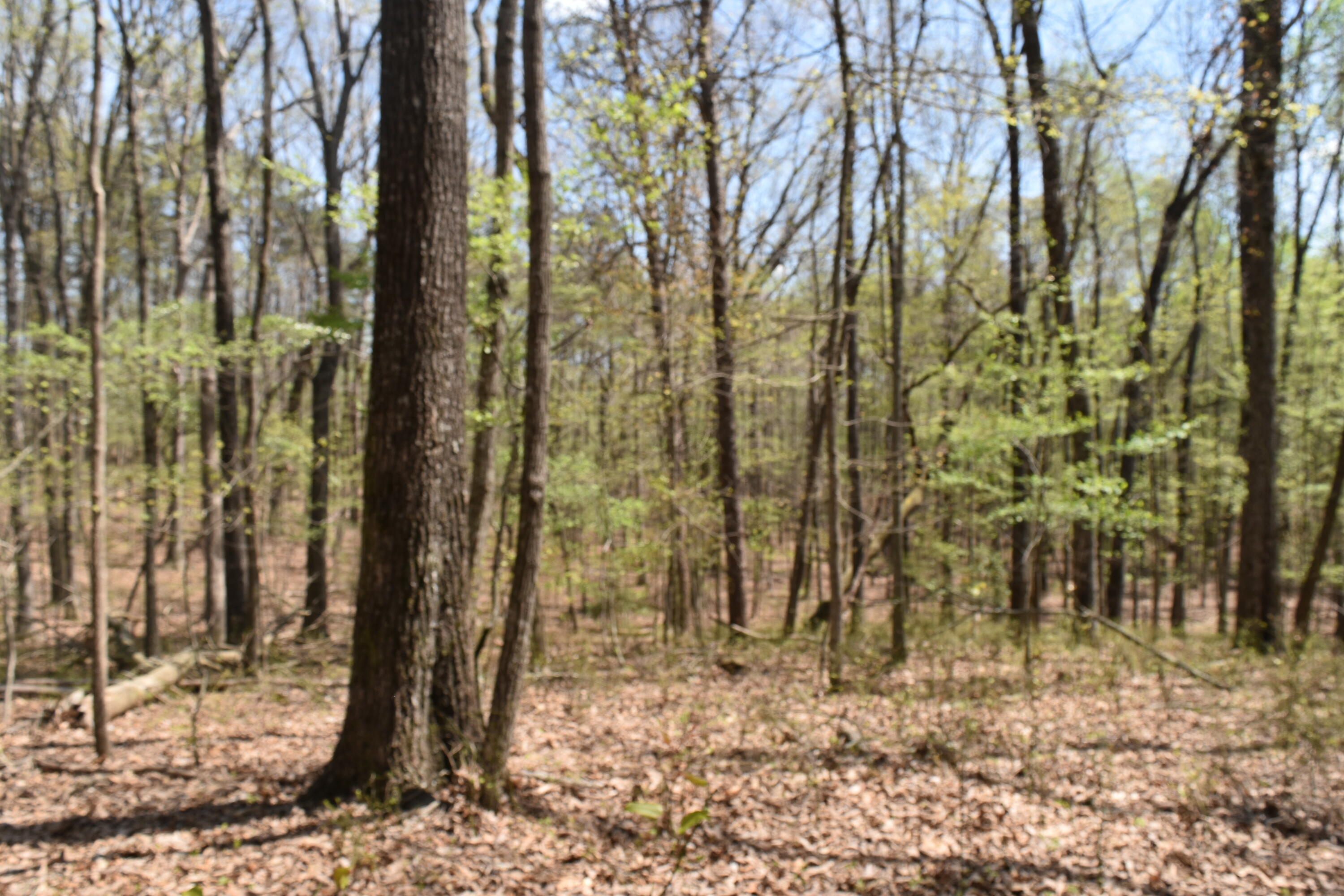 362 Haynes Road Sewanee, TN 37375 - Photo 8 of 27 DSC_0006