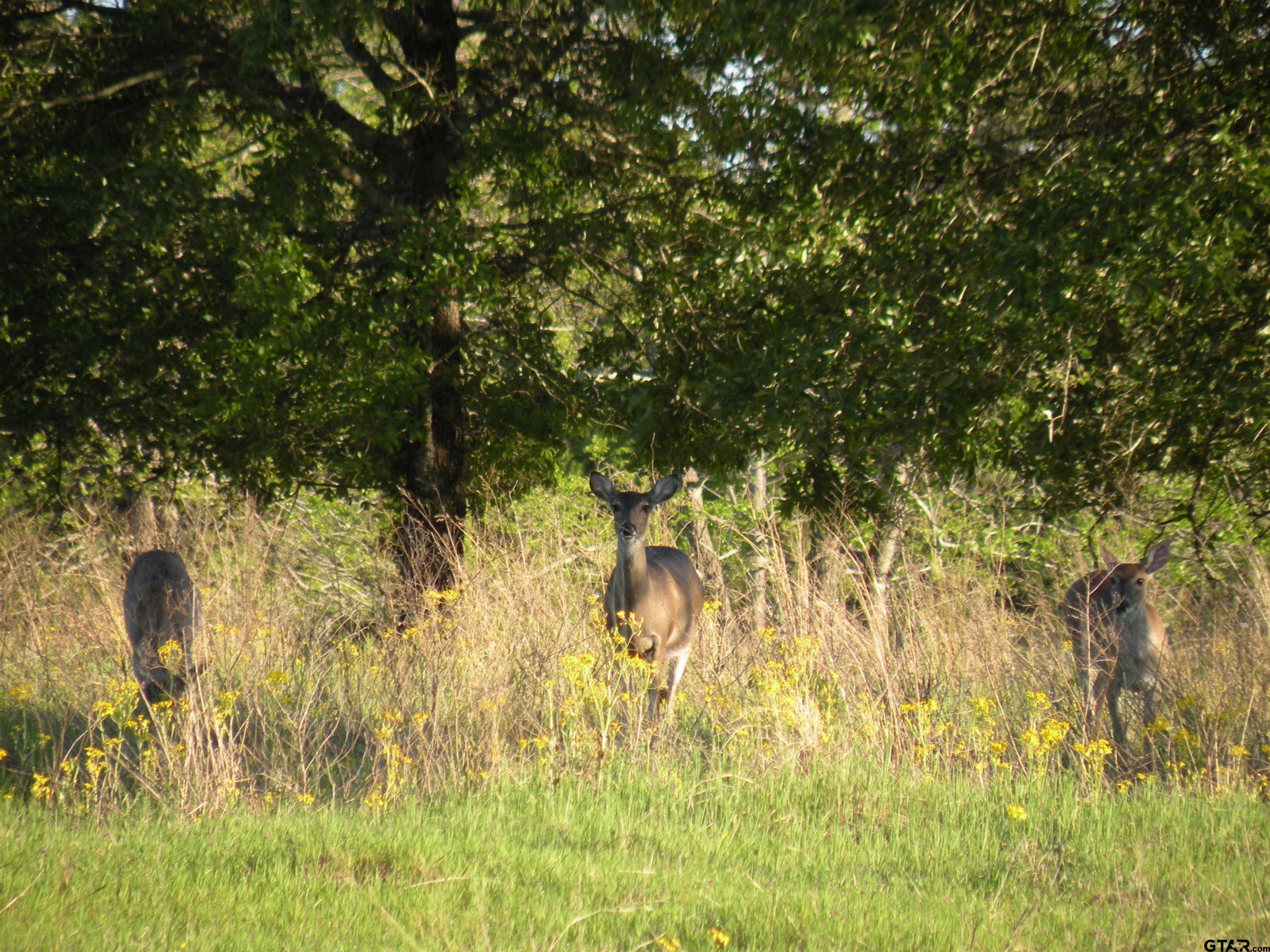 Tbd Autumn Wood Trail Holly Lake Ranch, TX 75765 - Photo 14 of 23