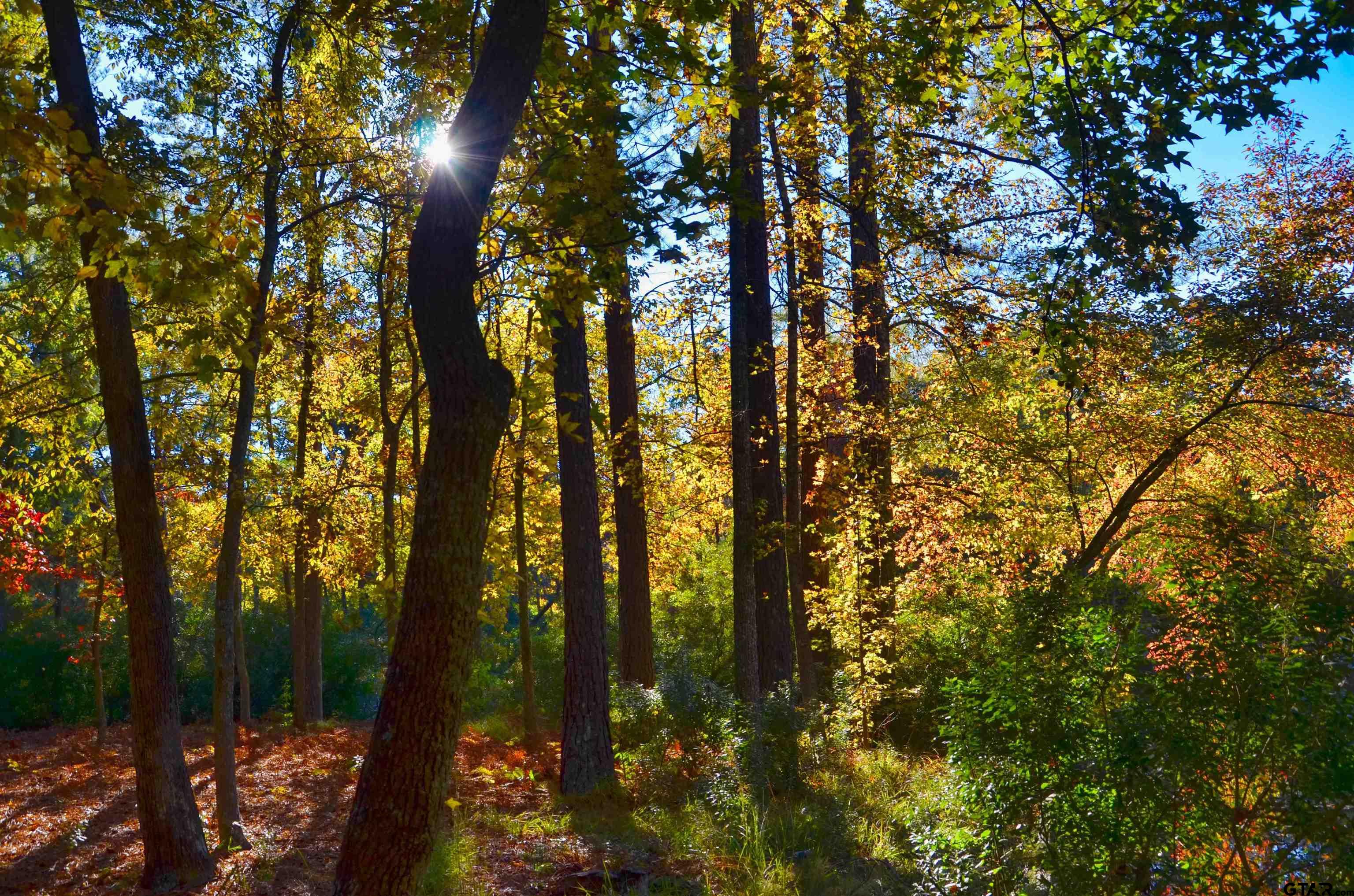 Tbd Autumn Wood Trail Holly Lake Ranch, TX 75765 - Photo 16 of 23