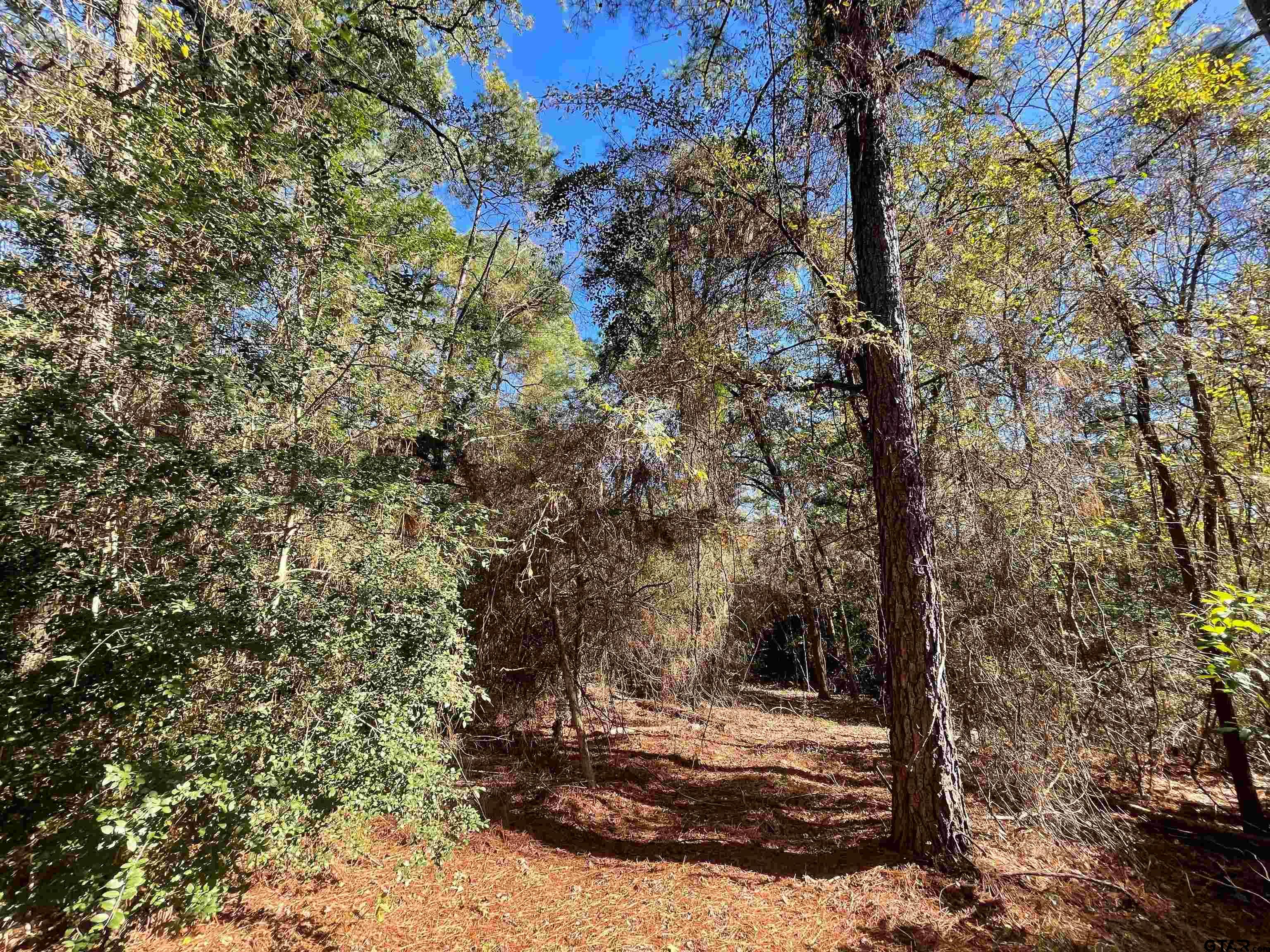 Tbd Autumn Wood Trail Holly Lake Ranch, TX 75765 - Photo 5 of 23